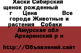 Хаски Сибирский (щенок рожденный 20.03.2017г.) › Цена ­ 25 000 - Все города Животные и растения » Собаки   . Амурская обл.,Архаринский р-н